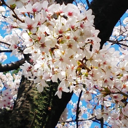雁宿公園桜